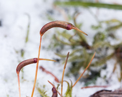 Atrichum altecristatum