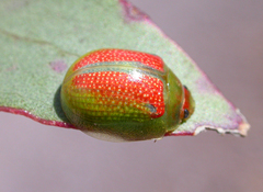 Paropsisterna simsoni