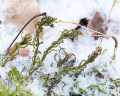 Atrichum altecristatum