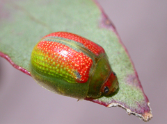 Paropsisterna simsoni