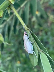 Compsus viridivittatus