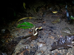 Oxybelis brevirostris