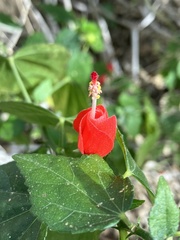 Malvaviscus arboreus