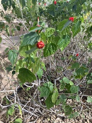 Malvaviscus arboreus