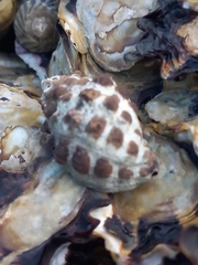 Tenguella marginalba