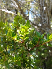 Gaultheria phillyreifolia
