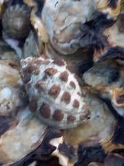 Tenguella marginalba