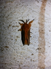 Thoscora
