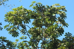 Cecropia obtusifolia