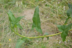 Persicaria arifolia