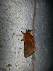 Thoscora