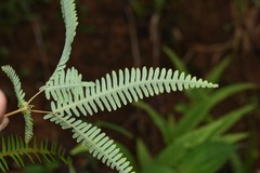 Dicranopteris flexuosa