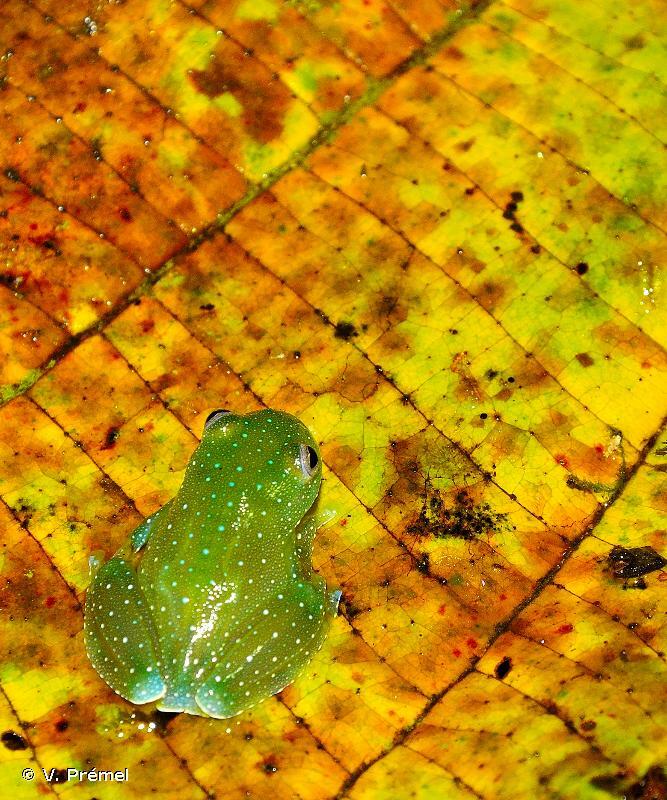 Wilhelmina Cochran Frog photo 5