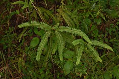 Dicranopteris flexuosa