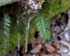 Polypodium appalachianum