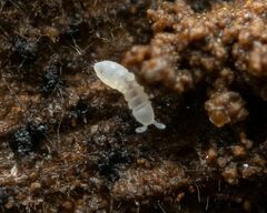 Onychiurinae