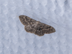 Scopula guancharia