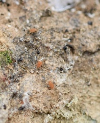 Smarididae