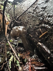 Helvella vespertina