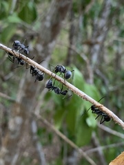 Polyrhachis schistacea