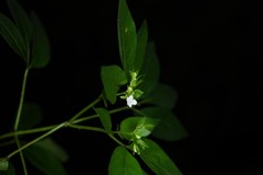 Ertela trifolia