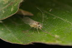 Stenopsocus immaculatus