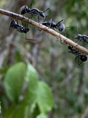 Polyrhachis schistacea