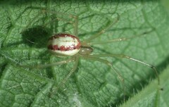 Enoplognatha ovata