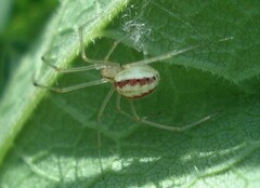 Enoplognatha ovata