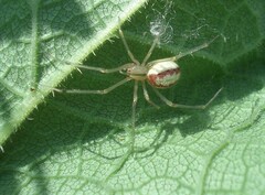 Enoplognatha ovata