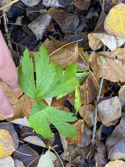 Anemonoides quinquefolia
