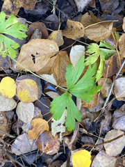 Anemonoides quinquefolia