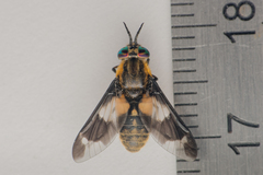Chrysops caecutiens