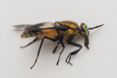 Chrysops caecutiens