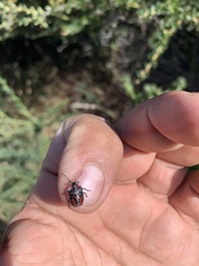 Phorbanta variabilis