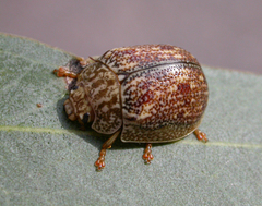 Paropsis charybdis