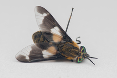 Chrysops caecutiens