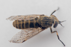Haematopota pluvialis