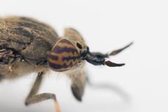 Haematopota pluvialis