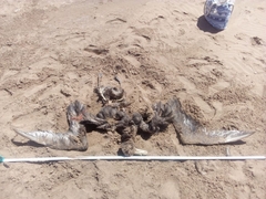 Macronectes giganteus