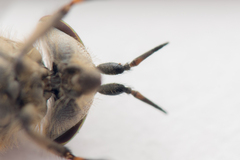 Haematopota pluvialis