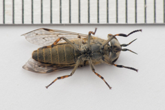 Haematopota pluvialis