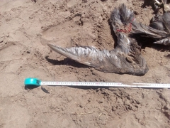 Macronectes giganteus