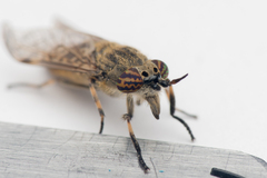 Haematopota pluvialis