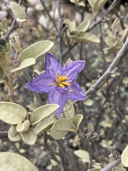 Solanum hindsianum