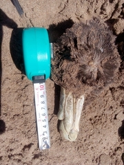 Macronectes giganteus