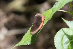 Biblis hyperia