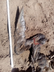 Macronectes giganteus