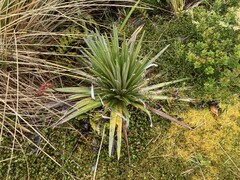 Celmisia armstrongii