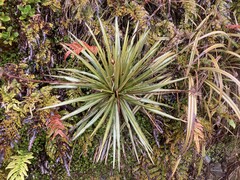 Celmisia armstrongii